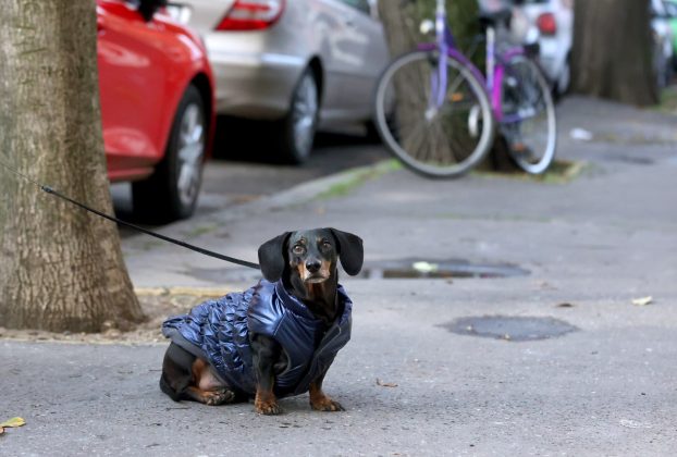 Szeged, tacsi, kutya, tél, hideg, időjárás